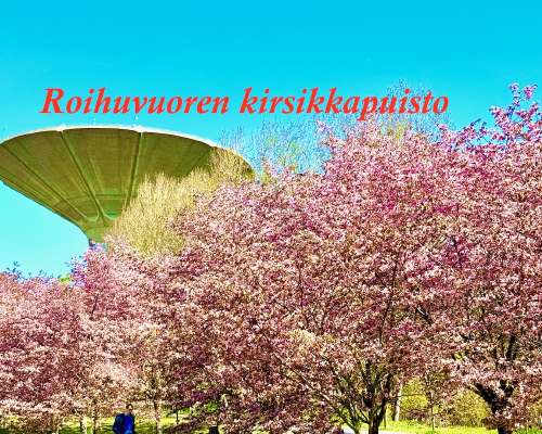 Roihuvuoren kirsikkapuisto ja Herttoniemen pu...