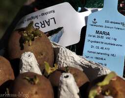 Årets potatis 'Maria' & tulitulppaanit