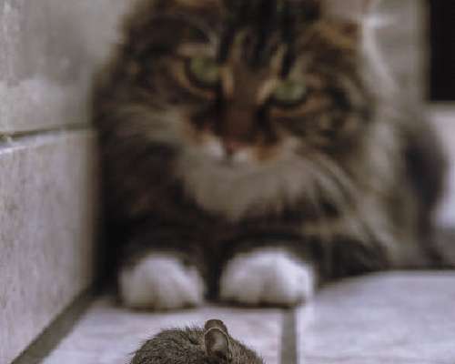 Kissa ja hiirestäminen