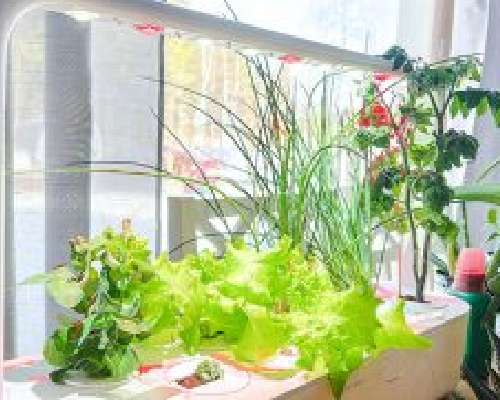Click and Grow Smart Garden kokemuksia