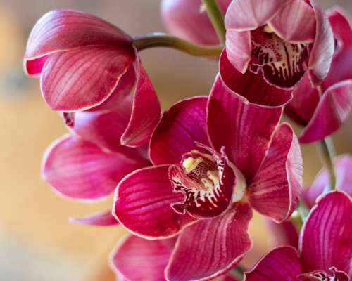 Kymbidi orkidea leikkokukkana