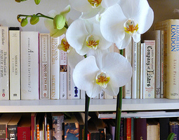 Valkoinen orkidea kevääksi
