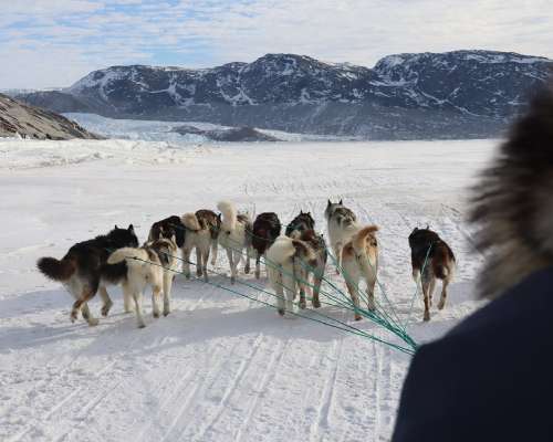 Grönlannin matkalla ikimuistoinen koiravaljak...