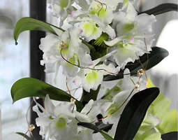 Friday Bliss #14 - Dendrobium Spring Dream