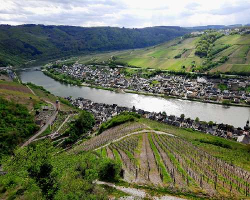 MOSEL / ZELL(Mosell)