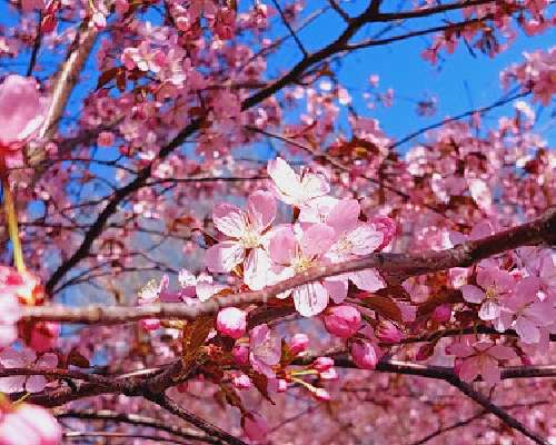 Kevät, kirsikkapuut kukkii ja hanamin aika
