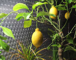 Sitruunoita kasvihuoneesta