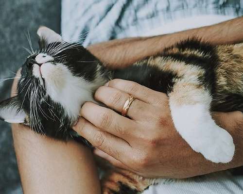 10 syytä miksi kissa on mahtava lemmikki!