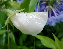 Elokuun kukka: Tuoksuherne (Lathyrus odoratus)