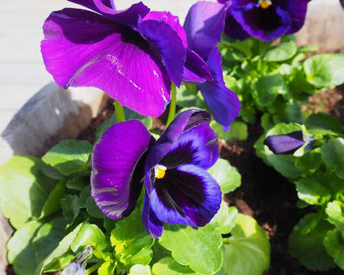 Orvokkivalinta / Choosing of violets