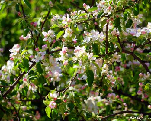 Omenapuiden kukkaloistoa Muukalaispuistossa
