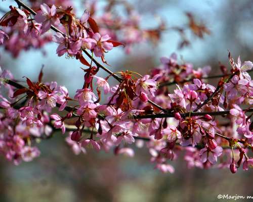 Vaaleanpunaisia kirsikankukkia ja mustarastaa...