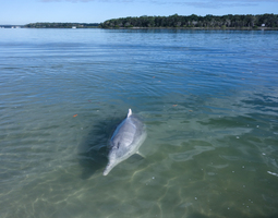 Villidelfiineitä syöttämässä täydellisenä päi...