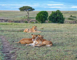 Masai Mara – Avaraa luontoa livenä