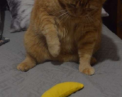 Iloa banaanista!