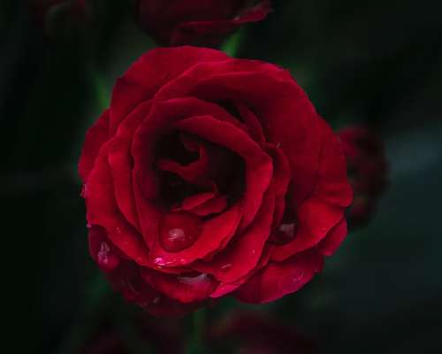 Rakkausmagia: Keitetyn ruusun taika