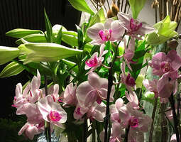 Orkideat näyteikkunassa