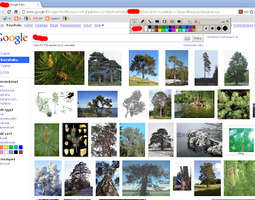 Image Search Game