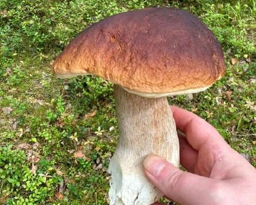 Cep or bitter bolete? How to tell the difference