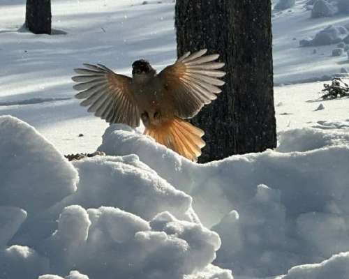 Explore the mystical world of the Siberian jay