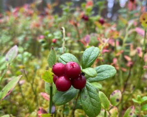 Food from the nature – luscious lingonberries