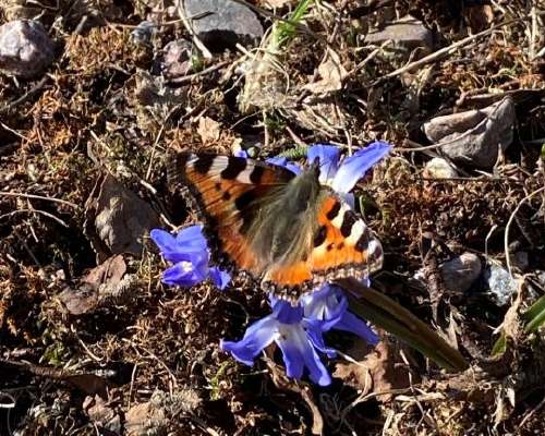 Have you seen these spring butterflies in Finland