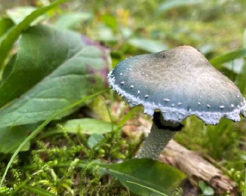 Out in the Nature Quiz – Another fun mushroom...