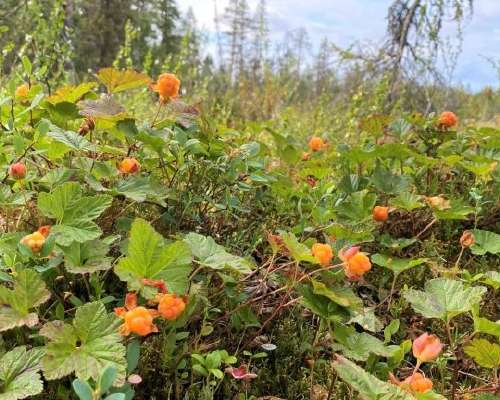 Out in the Nature Quiz – Wild berries in Finland