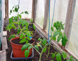Tomaatit kukkivina kasvihuoneeseen - vain yks...