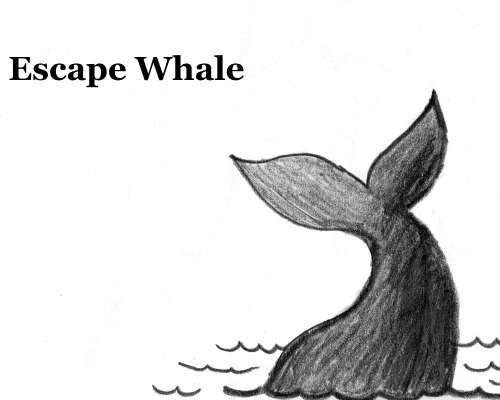 10 kysymystä: Escape Whale