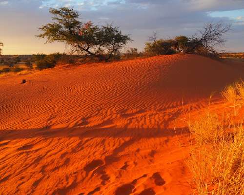 Namibia - Kalahari