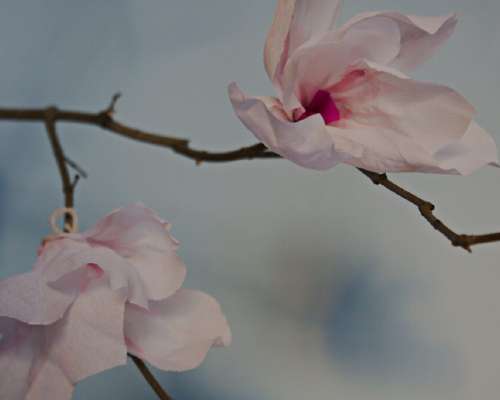 Magnolia kreppipaperista – katso ohje