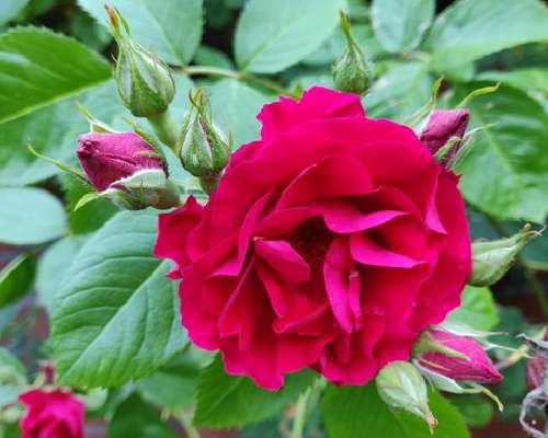 Fredrika Runeberg rakasti ruusuja