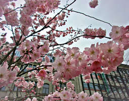 Hannoverin kirsikankukat ja nähtävää