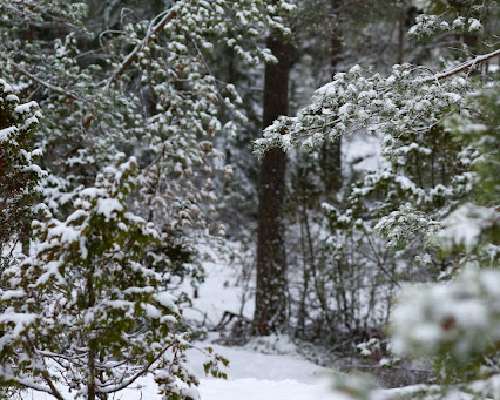 Vuosi alkaa lumisella metsällä