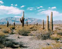 Los Cardonesin kaktuspuisto ja pyhä hiljaisuus