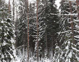 Talvea taittamassa Sipoonkorven kansallispuis...