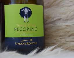 Viinitorstai: Pecorino on myös viini