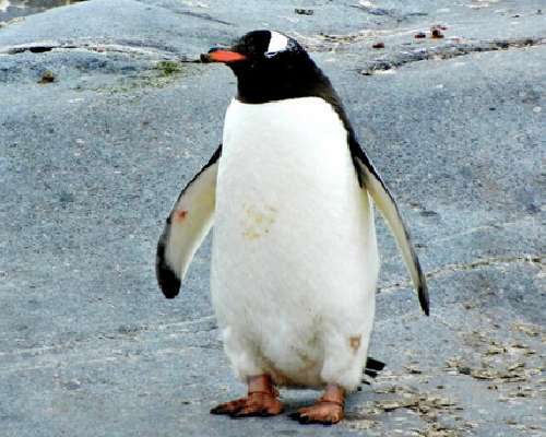 Untamalan pingviini