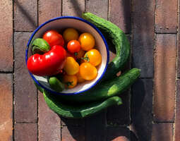 Kasvihuone ja täydelliset tomaatit