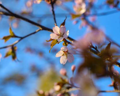 Kevät, kevät, kevät ja kirsikan kukinta