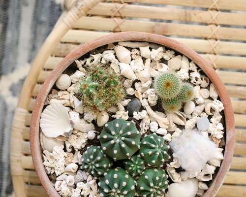 Pienet kaktukset
