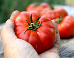 Jättimäinen tomaattisato ja arvontamuistutus!