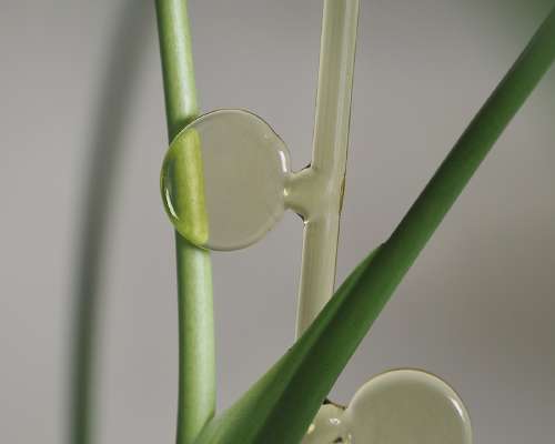 Arkea kaunistavat käyttöesineet: lasinen kasv...