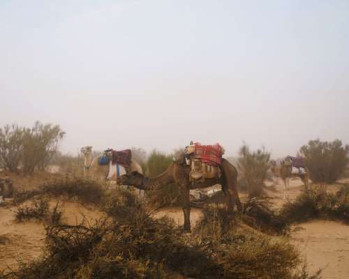 Kamelilla dyyneille Tunisian Saharaan