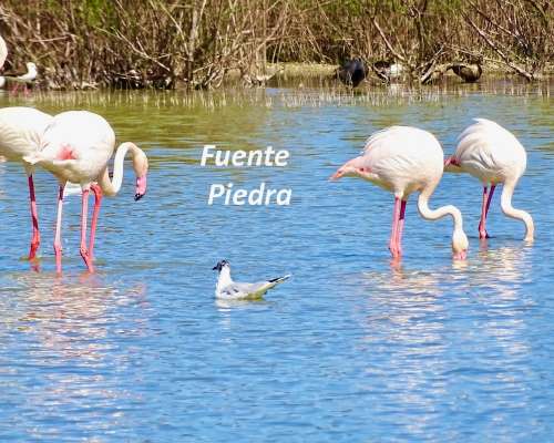 Fuente Piedra – lintuja ja oliiviöljyä
