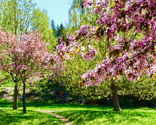 Kirsikankukkia ja kevään vihreää
