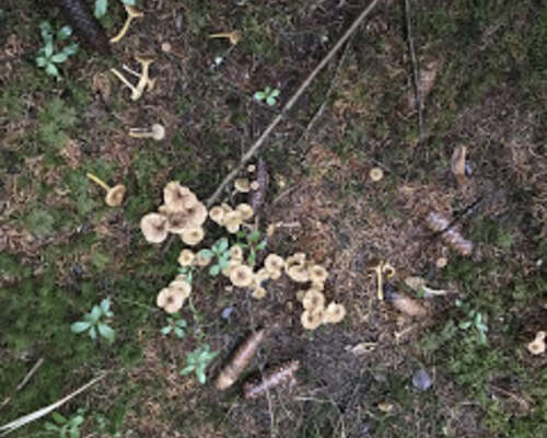 Tapaninpäivän sieniretki