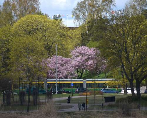 Keväinen Helsinki ja kirsikkapuiden loistoa