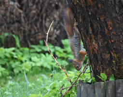 Oravien leikkiä kotipihan puissa
